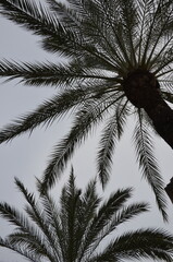 Fototapeta na wymiar Two palm trees, looking up, blue sky background