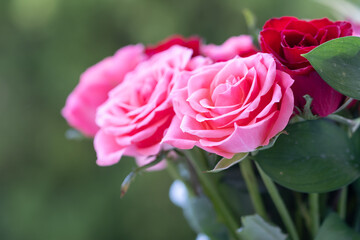 バラの花　屋外撮影