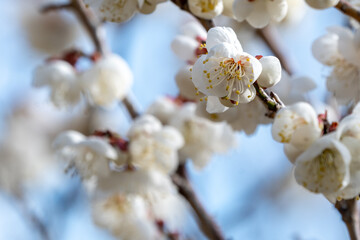 梅の花　初春のイメージ