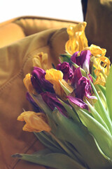 withered tulip yellow pink still life warm tones background