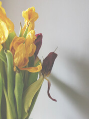 withered tulip yellow pink still life warm tones background