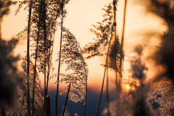 Reed grass at riverbank during sunset. Beautiful natural detail with bokeh background