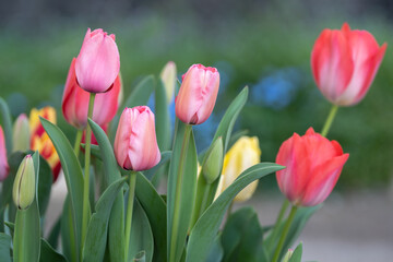 チューリップの花　春のイメージ