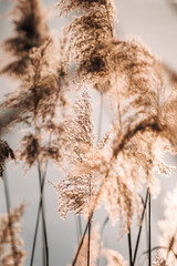 Obraz premium Reed grass in wind at river. Natural background with soft focus and pastel colors
