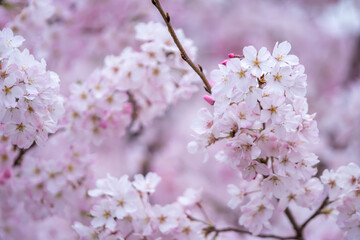 桜の花　春のイメージ
