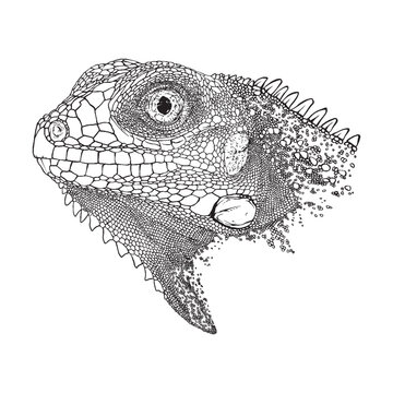 detailed black and white iguana head clip art preview