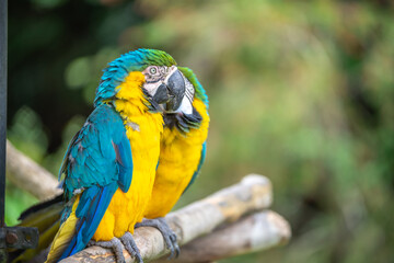 ルリコンゴウインコのポートレート