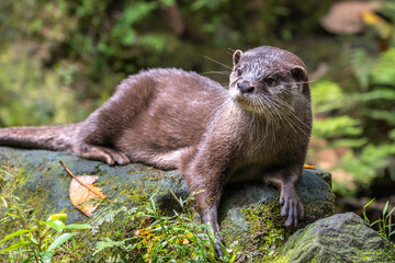 コツメカワウソのポートレート