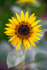 ひまわりの花　初夏のイメージ