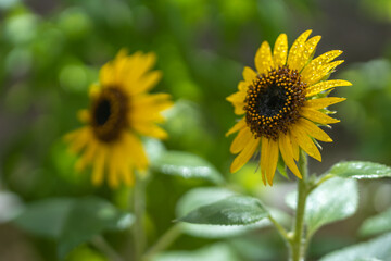 ひまわりの花　初夏のイメージ
