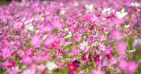 コスモスの花　コスモス畑　秋の季節のイメージ