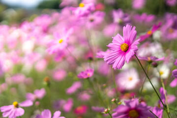 Obraz premium コスモスの花 コスモス畑 秋の季節のイメージ