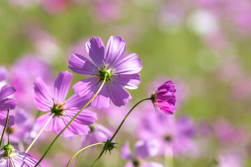 コスモスの花　コスモス畑　秋の季節のイメージ