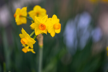 水仙の花　初春のイメージ