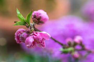 桃の花　春の和風イメージ