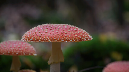 TOADSTOOL - Colors and poisonous mushroom in autumn forest