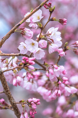 桜の花　春のイメージ