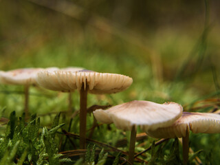 TOADSTOOL - Colors and poisonous mushroom in autumn forest