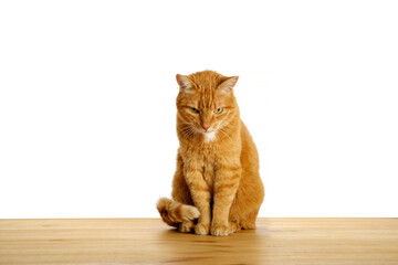 Ginger cat sitting on wooden table floor and looking down isolated on white background. Pets at home. Copy space.