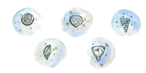 A set of seashells on a watercolor background, icons. isolate on a white background.