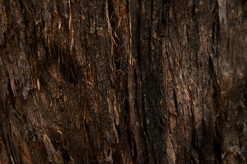 closeup tree trunk texture environment  background 