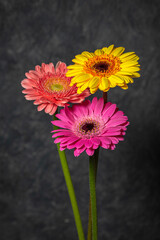 ガーベラの花　マクロ写真