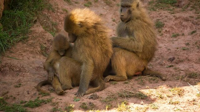 Baboons in nature setting
