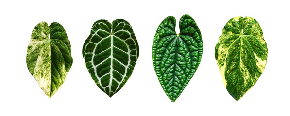 Various leaves with beautiful pattern isolated on white background, Anthurium is a plant from the...