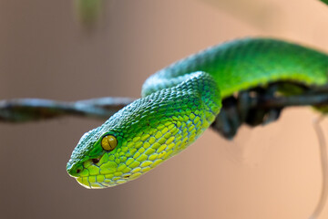 Green pit viper taken from lawachora forest Bangladesh