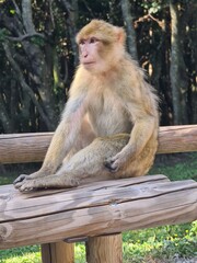 portrait of a macaque