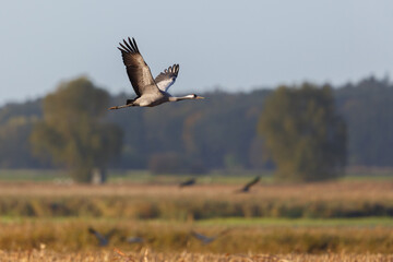 one common crane (grus grus) in flight over agricultural field - 583838927