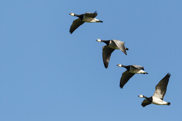 group of barnacle geese (branta leucopsis) in flight in blue sky - 583838928