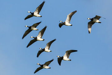 flying barnacle geese (branta leucopsis) in sunny sky - 583838930