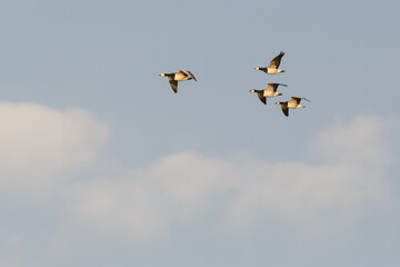 flying barnacle geese (branta leucopsis) in cloudy sky - 583838962
