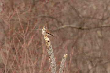 American Kestrel perched on a tree stump