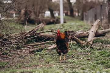 rooster in the village on green grass