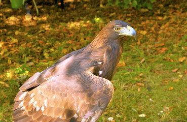Steinadler, Aquila chrysaetos