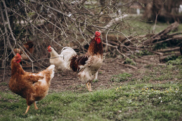 rooster in the village on green grass