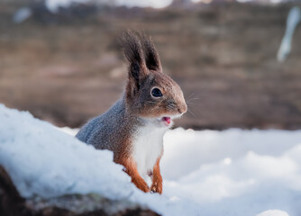 squirrel in the snow with a blurred background