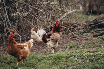 rooster with chickens on green grass