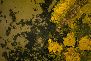 Magnifique mélange de couleurs abstraites créés par la végétation à la surface de l'eau au dessus des claires ostréicoles de l'estuaire de La Seudre en Charente Maritime.