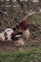 rooster with chickens on green grass