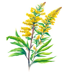 Goldenrod (woundwort ) plant with flowers isolated on white background. Generative watercolor AI illustration - obrazy, fototapety, plakaty