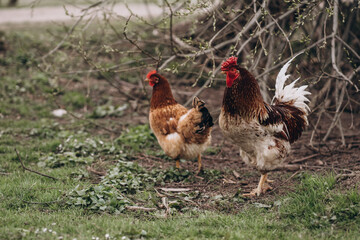 rooster with chickens on green grass
