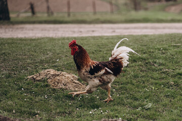 rooster with chickens on green grass
