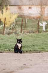 Obraz na płótnie Canvas a black cat with a white neck