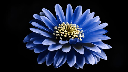 blue dahlia flower macro