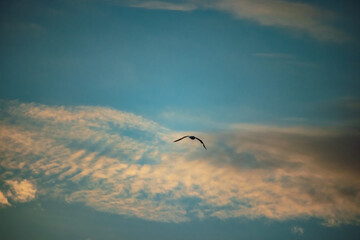 möwe am meer vor dem wolken im sonnenuntergang