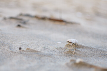 Muszla w piasku © Aleksandra