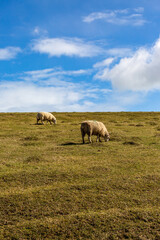 Fototapeta na wymiar Sheep on a Souh Downs hillside on a sunny day